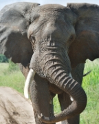 MG 0886 Threatening Elephant v2 in Tarangire
